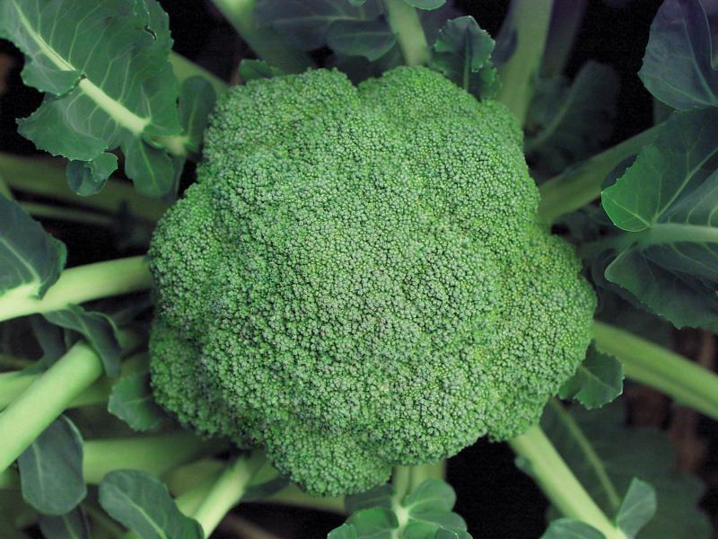 Picture of green firm 'Marathon' broccoli head. 