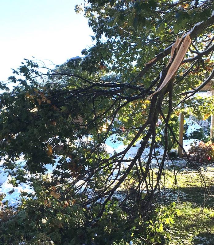 Image of oak limb broken by the weight of heavy early snow at Maxwell Arboretum, Lincoln, NE. 