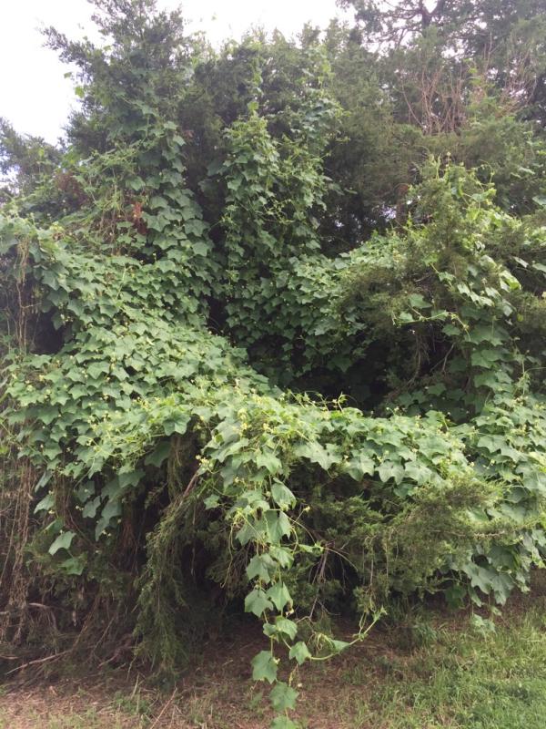 Image of burcucumber vine growing in a tree. 