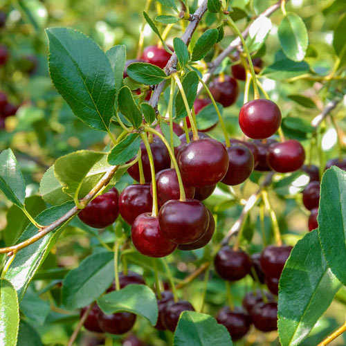 Image of 'Carmine Jewel' cherry. 