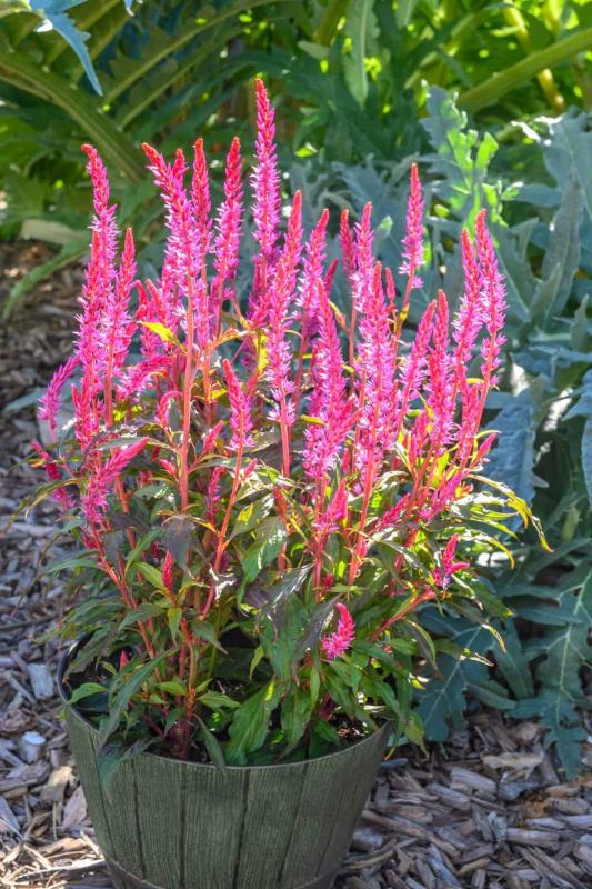 Picture of Celoisia 'Kelos Candela Pink'. 