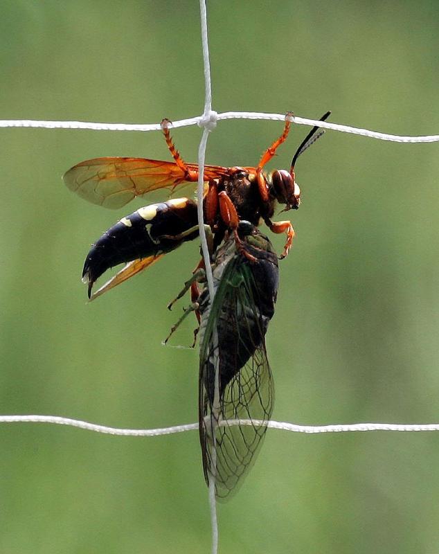 Image of cicada killer wasp with prey. 