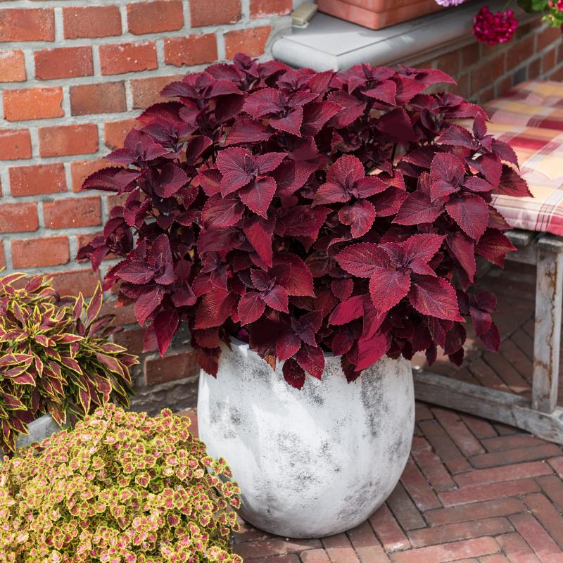  Coleus ‘Beale Street’ is the first coleus to ever be chosen as an All-America Selection. Image by All-American Selections.