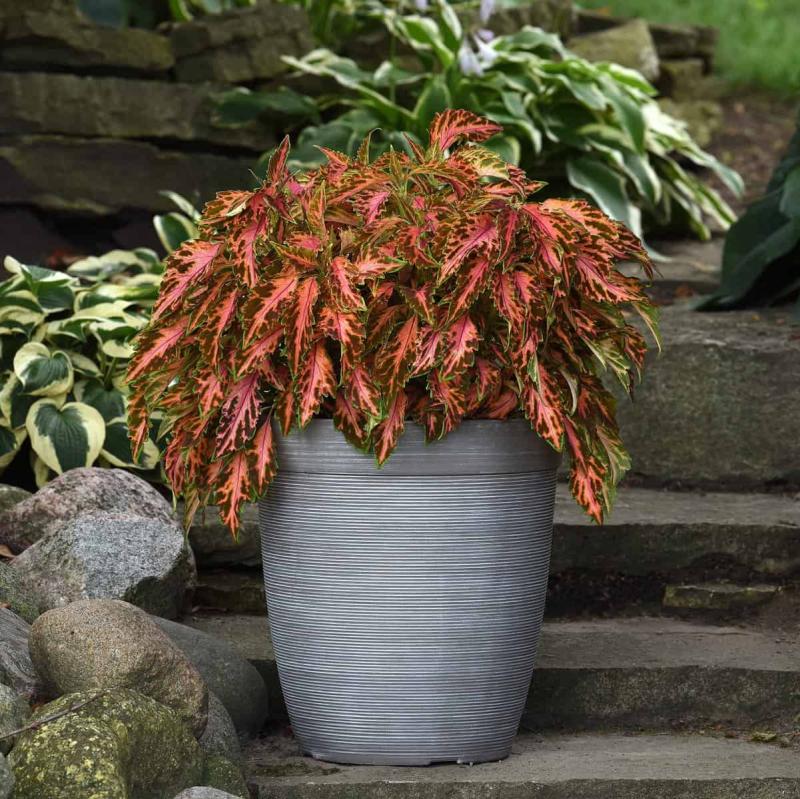 Picture of Coleus 'Coral Candy'