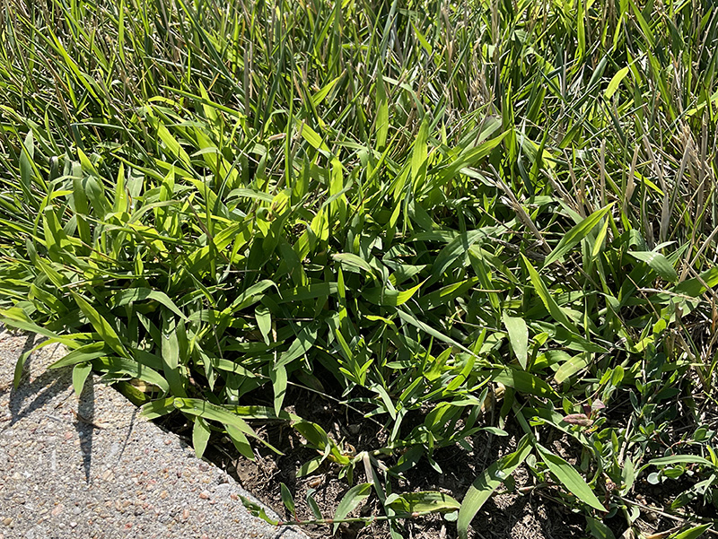 Picture of Crabgrass