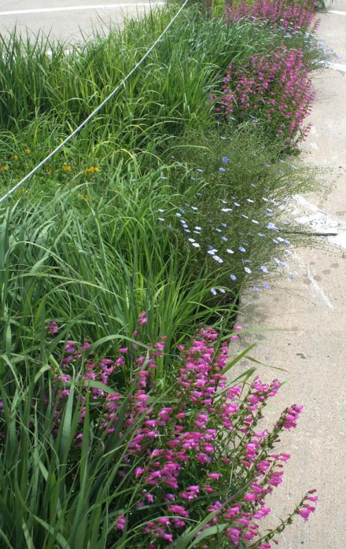 Image of flowers along sidewalk and curb