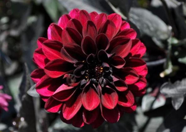 Picture of Dahlia 'City Lights Purple' Best of Show