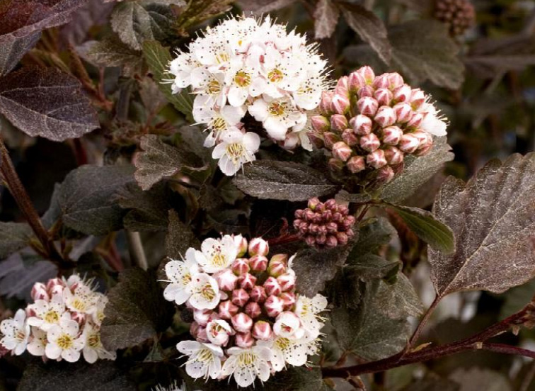 Close up of white flowers with dark foliage