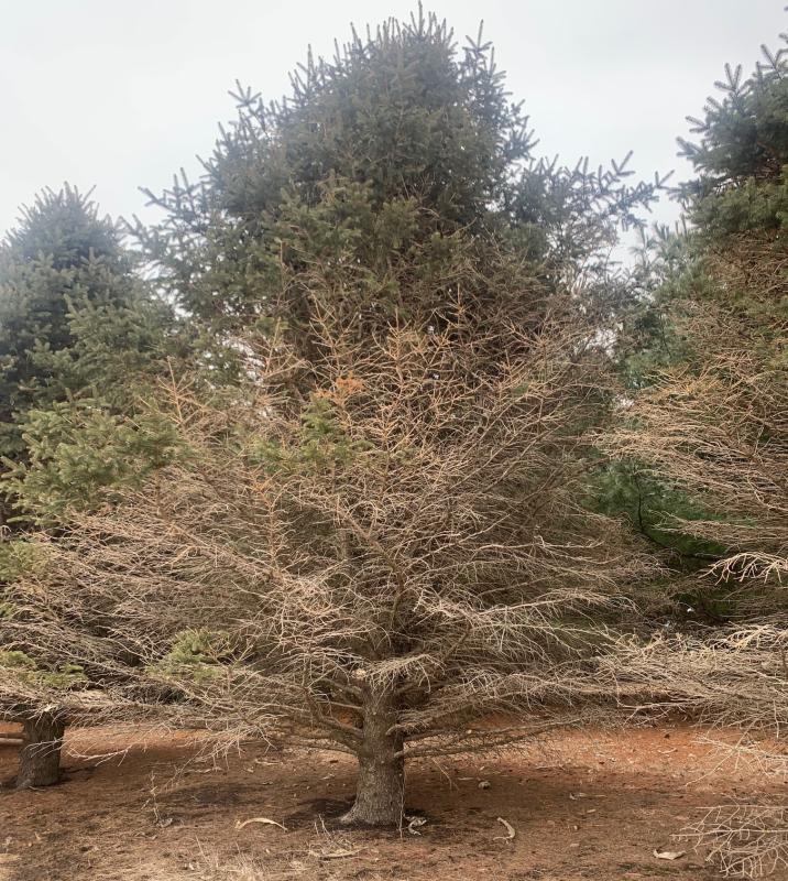 Spruce tree with many dead branches