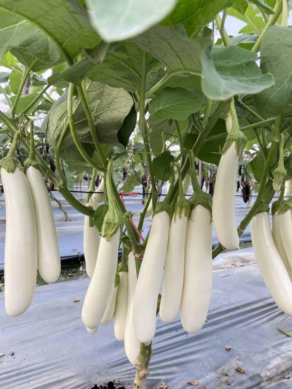 Picture of 'Icicle' eggplant. 