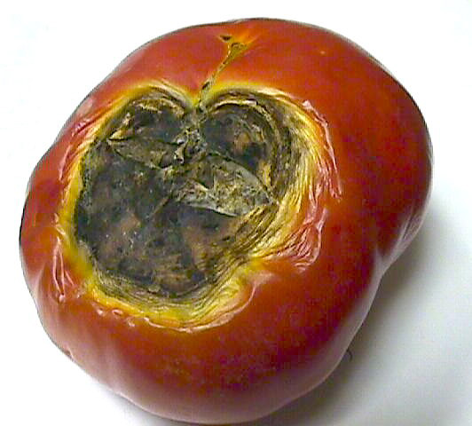 Picture of blossom end rot on tomato.