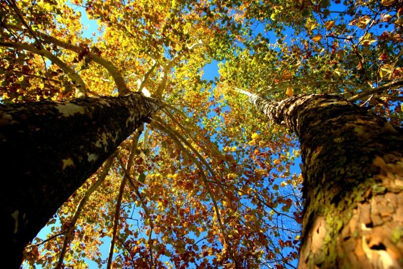 Image of mature sycamore tree in fall. 