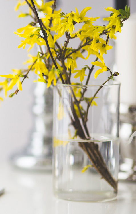 Image of blooming forsythia stems. 