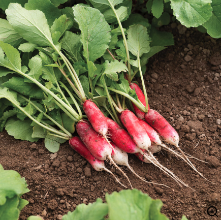 Image of 'French Breakfast' radishes, from Johnny's Selected Seeds. 