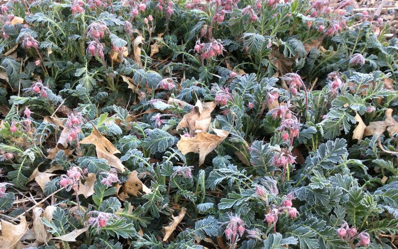 Picture of Frost- Prairie-Smoke