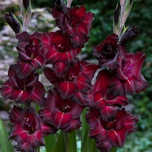 Image of Gladiolus 'Black Star'.