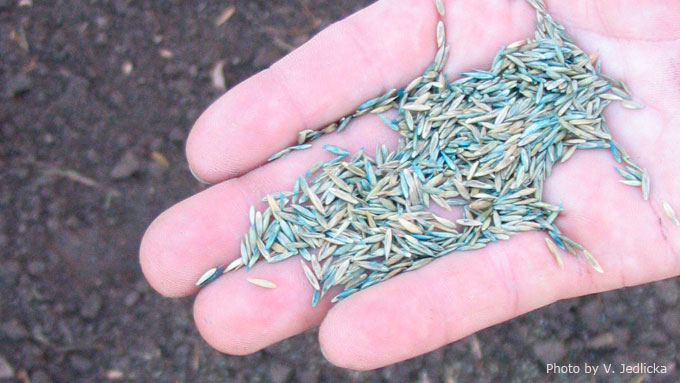 Picture of a hand full of grass seed for seeding turfgrass.