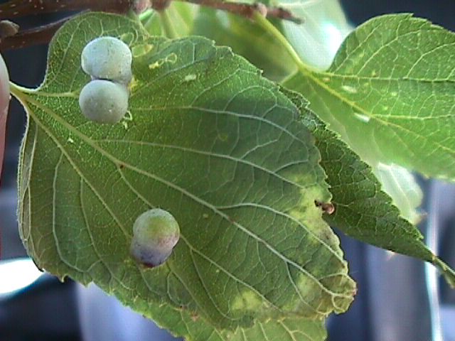 Image of nipple galls on hackberry leaves. 