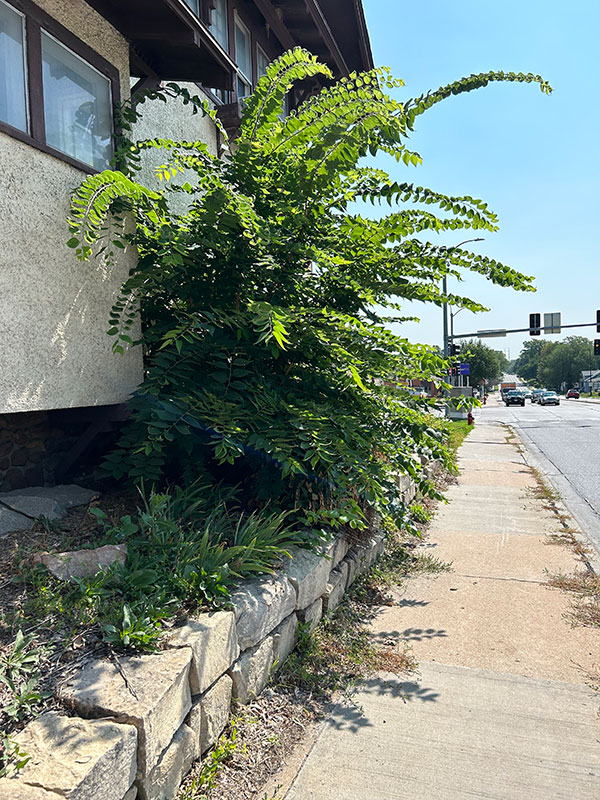 Picture of Hackberry weed tree.