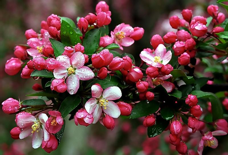 Picture of  Hamlet-Red-Crabapple 