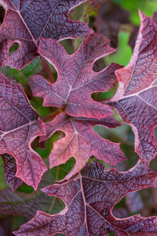 'JetStream' oakleaf hydrangea, Image from the National Garden Bureau