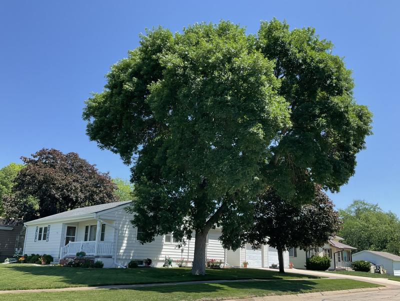  Trees planted on the south or west side of a house usually provide the greatest amount of shade in summer. Image by Sarah Browning, Nebraska Extension Educator.