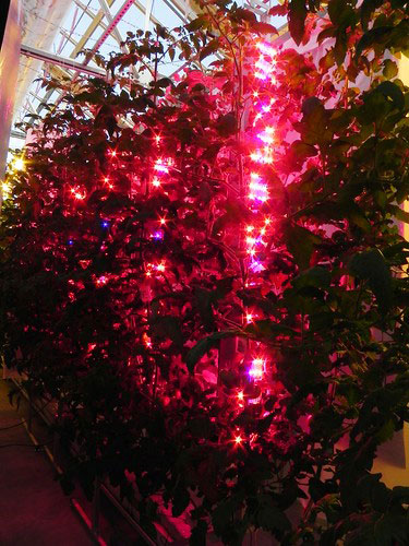 Picture of Plant using LED Lights.