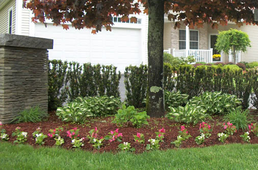 Image of shade garden beneath a tree. 