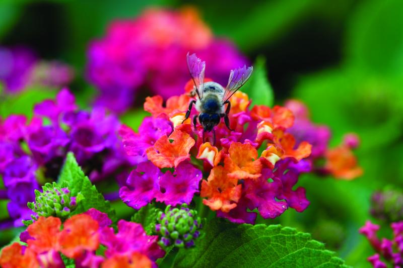 Picture of flower 'Lantana'