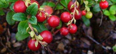 Picture of Lingonberry