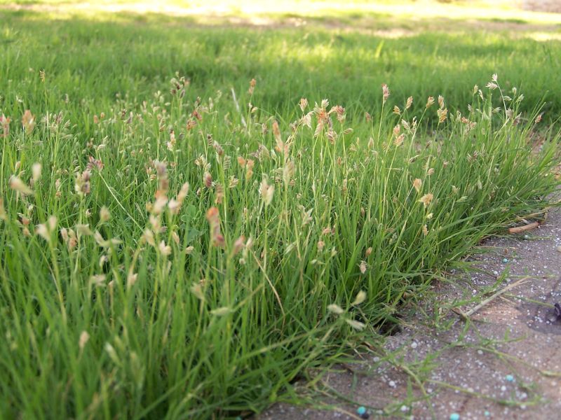 closeup image of buffalograss with seedheads.