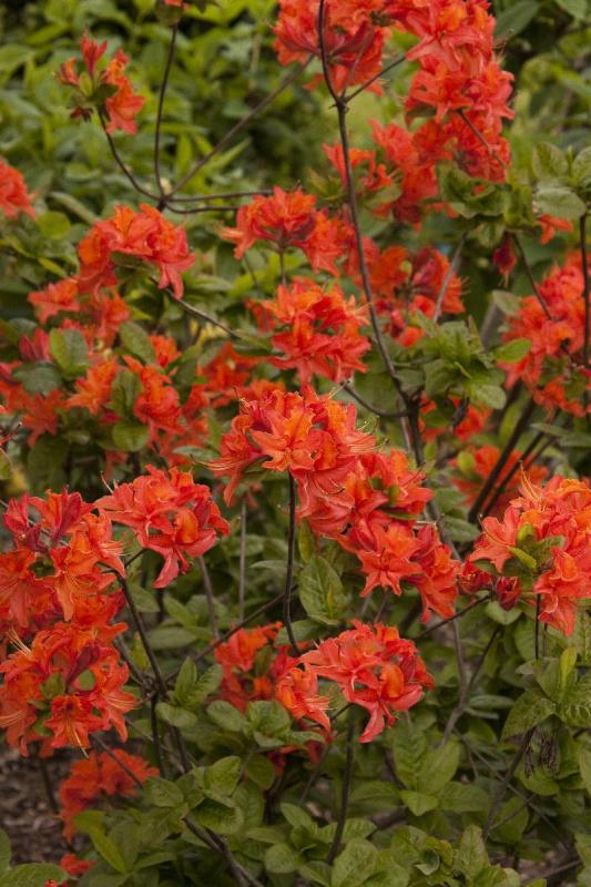 "Mandarin Lights" rhododendron, image from Monrovia Nursery. 