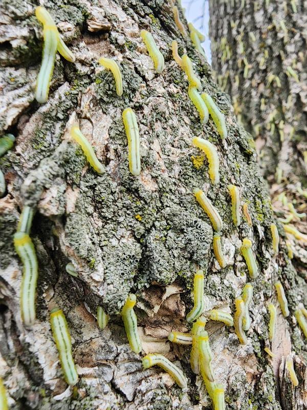 Brownheaded ash sawfly larvae. 