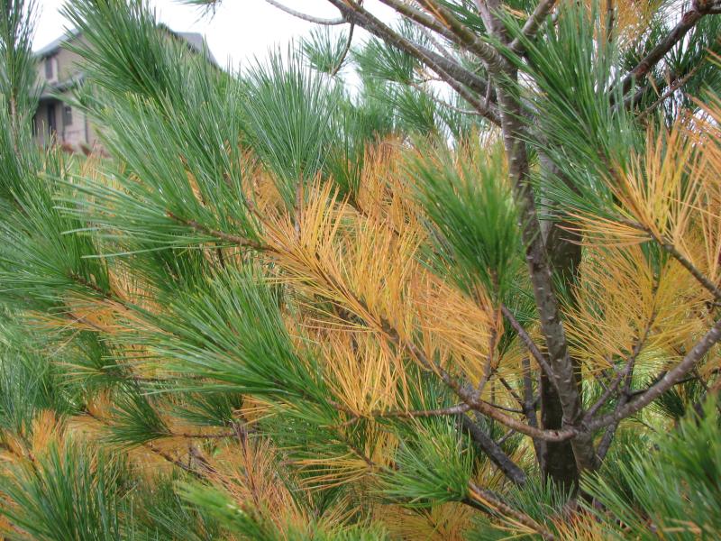 Picture of eastern white pine during natural needle drop.