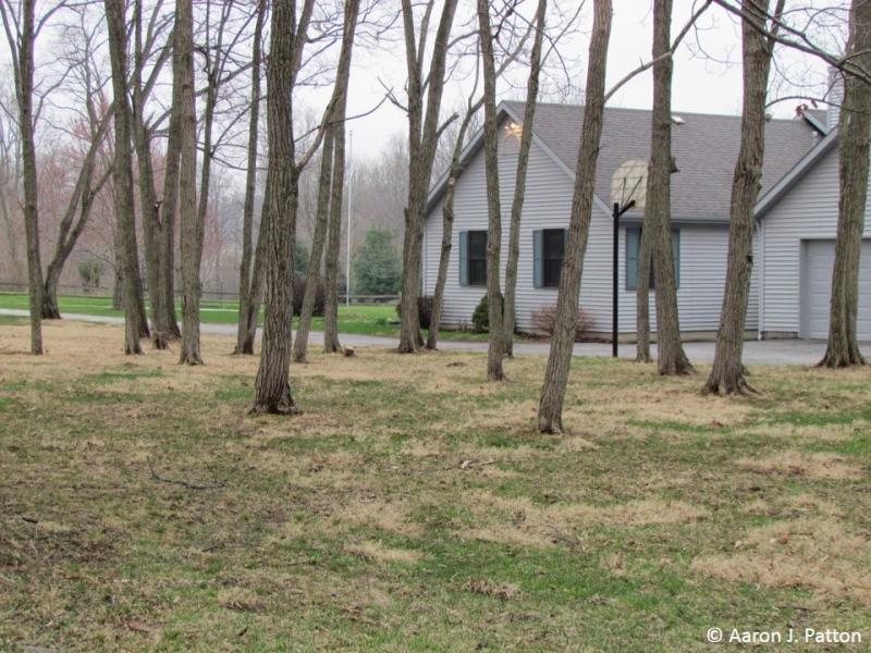 Image of dormant nimblewill in home lawn. 