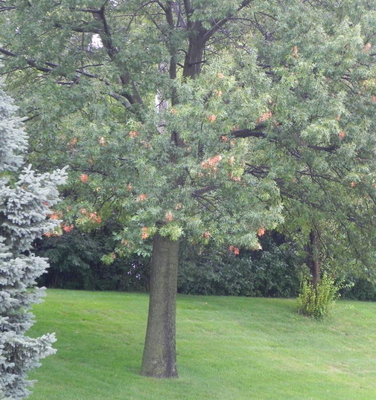 Picture of oak twig girdler damage in oak tree.