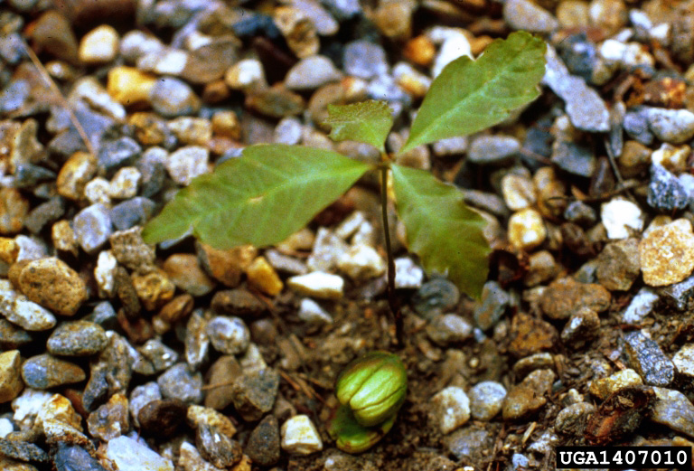 Picture of Oak Seedling.