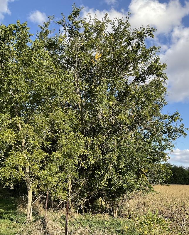 Picture of a hedge apple or osage-orange tree.