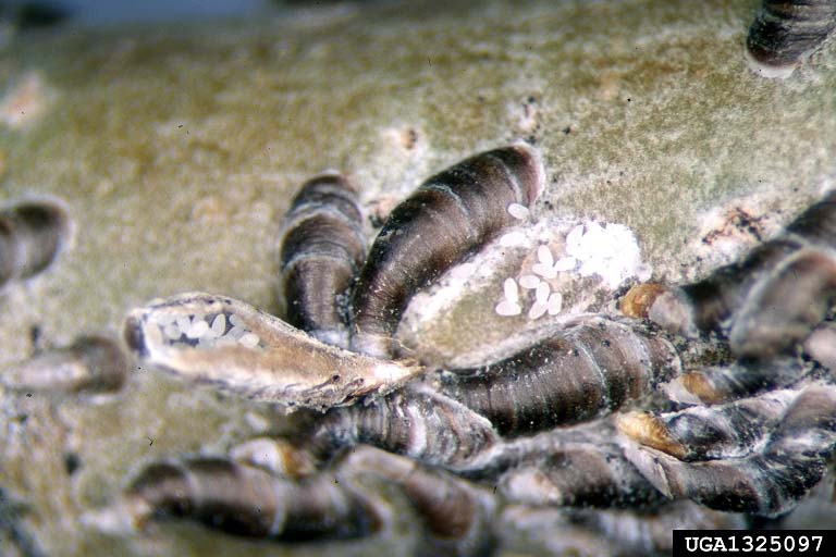 Picture of Oystershell Scale on Bugwood tree.