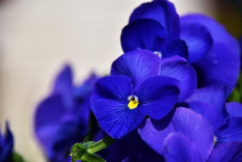 Picture of deep blue pansy.