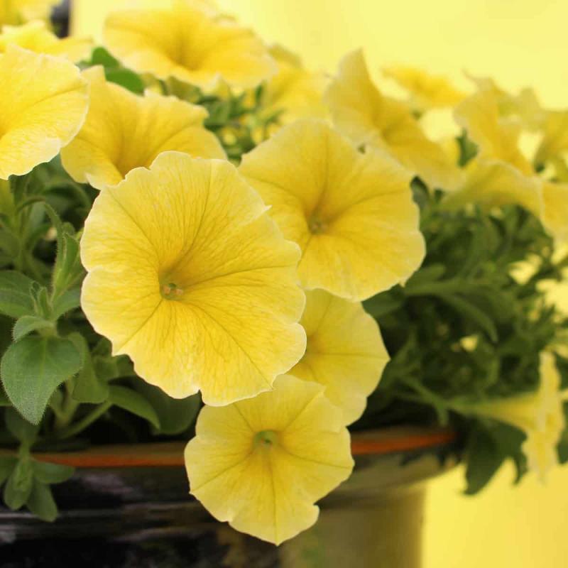 Image of 'Bee's Knees' petunia.