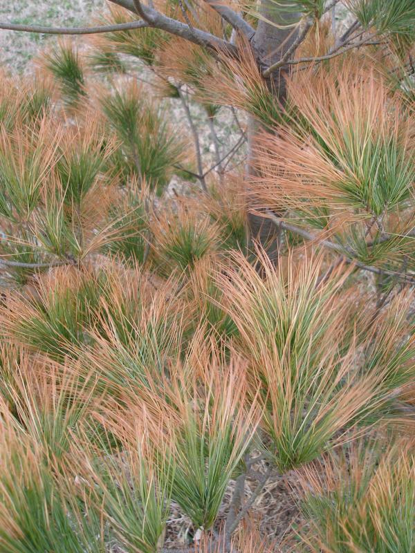 Image of winter desiccation on pine needles. 