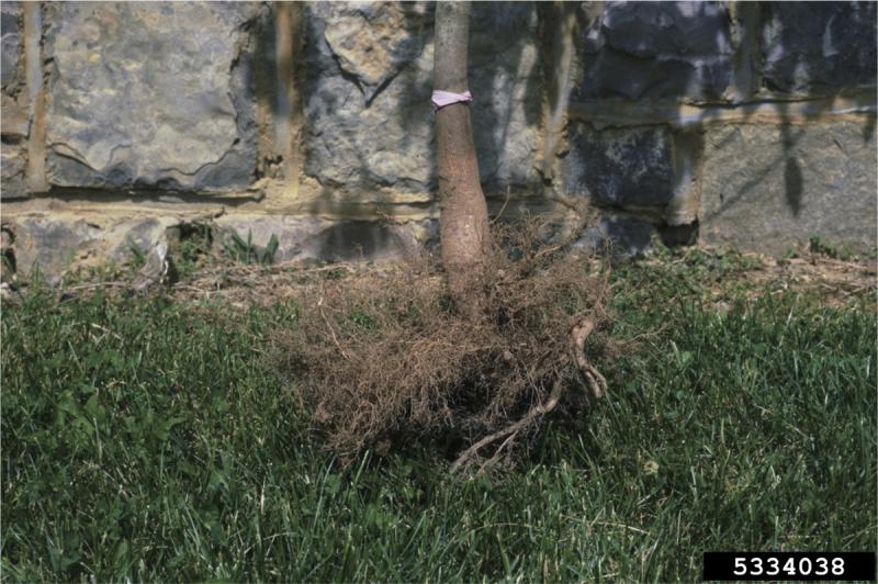 Picture of Tree Planting Depth 