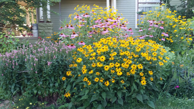 Picture of Perennial Garden.