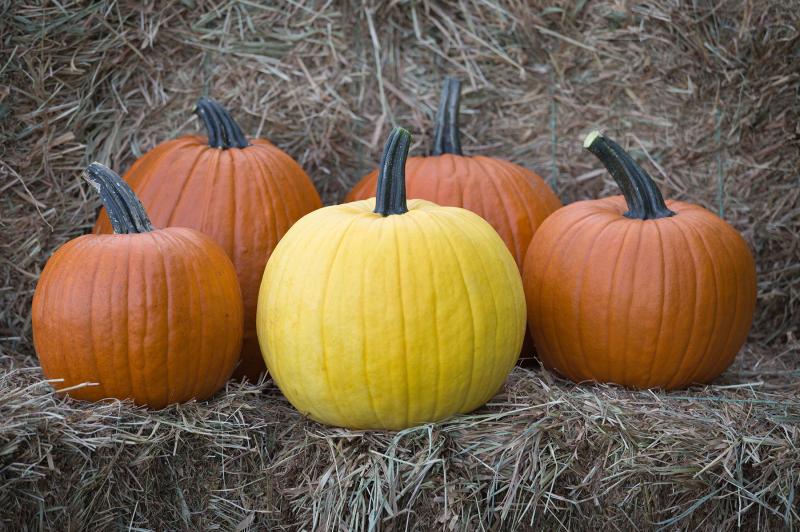 Picture of 'Mellow Yellow' pumpkins.