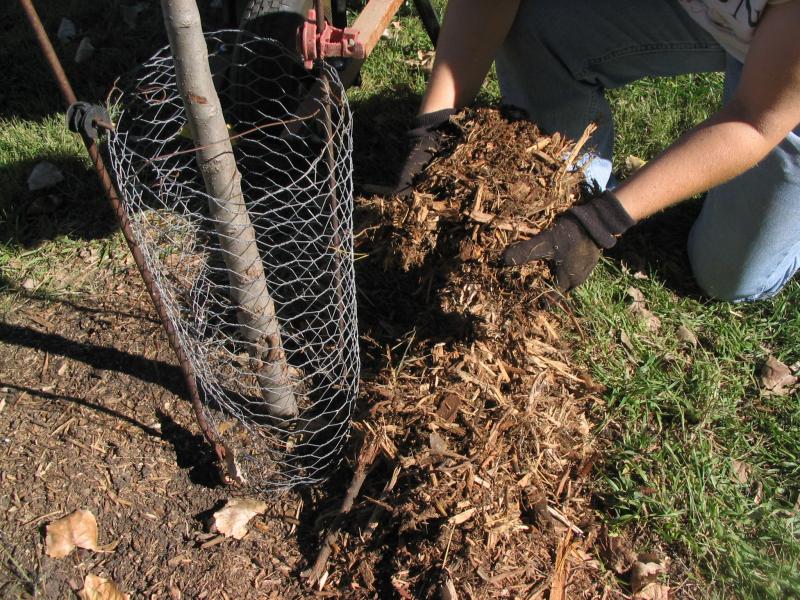 Image of mulch being applied around the base of a newly planted tree. 