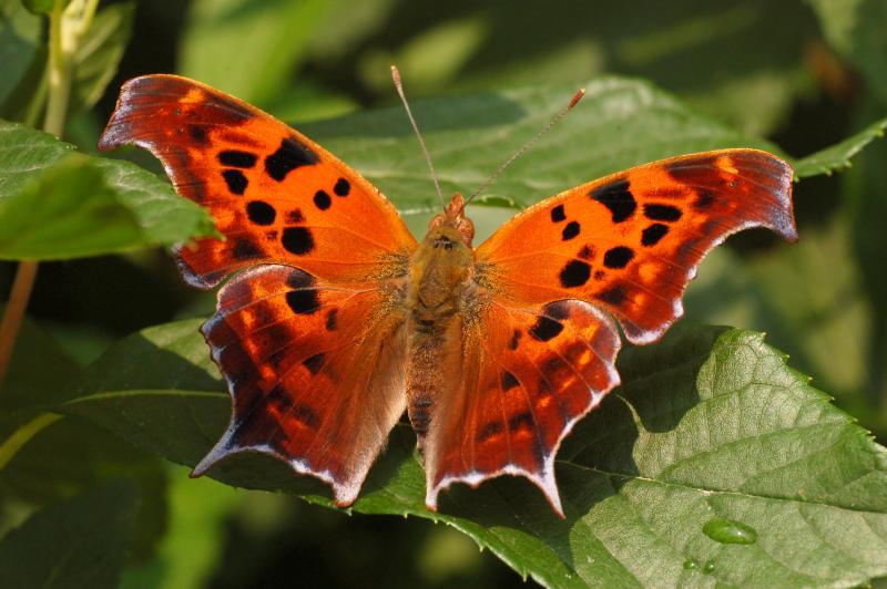 Picture of a Polygonia interrogationis butterfly