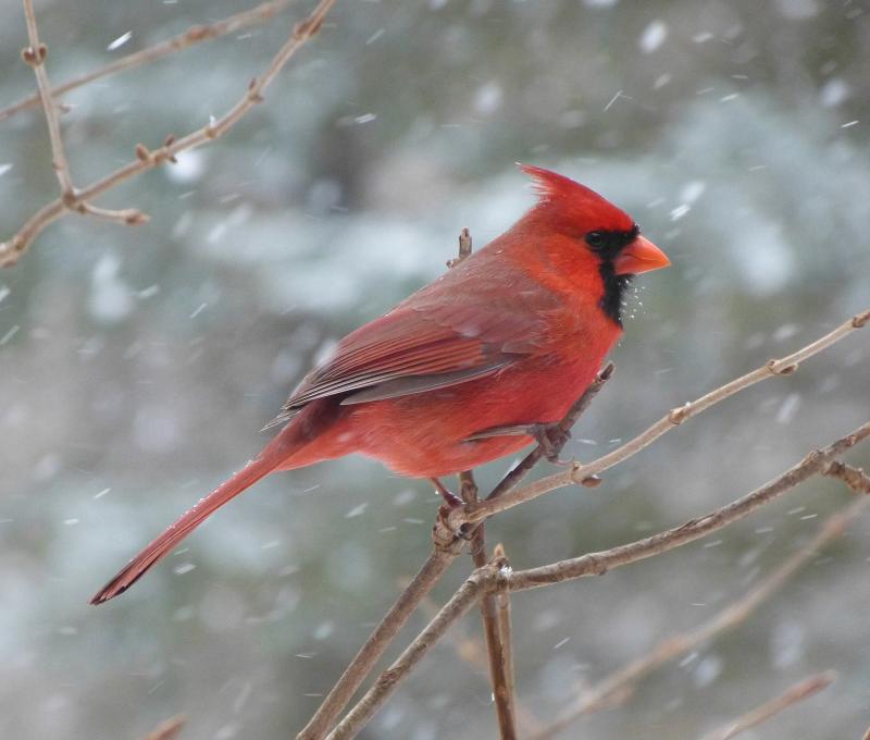 Picture of male red cardinal.