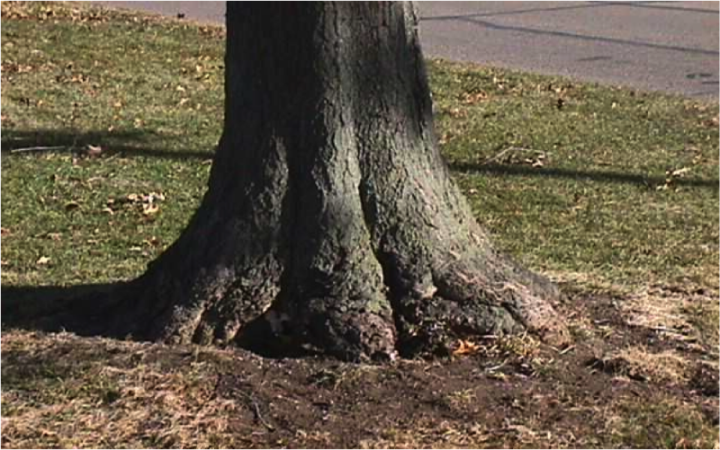 Picture of root flare.