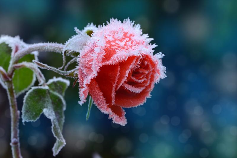 Pink rose in bloom with frost.